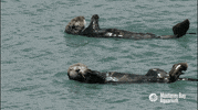montereybayaquarium spin swimming spinning floating GIF