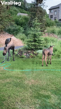 Mama Moose And Her Calf Cool Off Under Sprinkler GIF by ViralHog