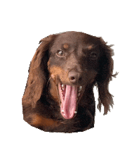 Dog Dragon Sticker