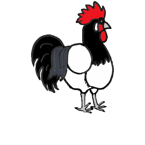 Rooster Chickens Sticker
