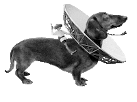 Sausage Dog Sticker by umlaut