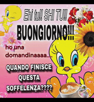 Tweety Stanco GIF