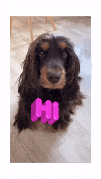 Cockeren_houdini hi welcome hallo cute dog GIF