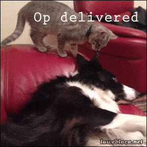 Discover & share this Boobs GIF with everyone you know. GIPHY is how you search, share, discover, and create GIFs.