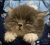 Video gif. A fuzzy gray cat with eyes closed slowly reclines its head back like it's falling asleep and falling over at the same time.