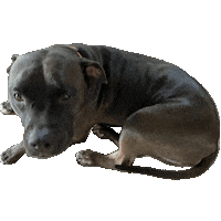 Puppy Wednesday Sticker