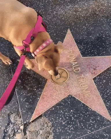 Donald Trump Dog GIF by Respective