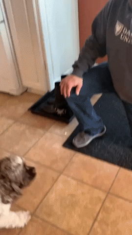 cuteanimalland giphyupload GIF