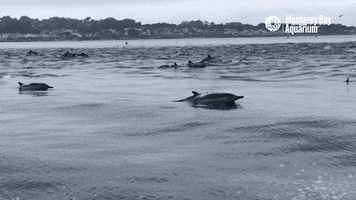celebrate pacific ocean GIF by Monterey Bay Aquarium