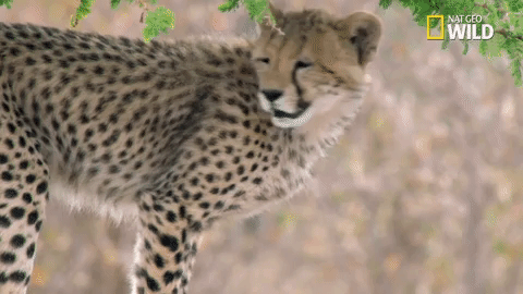 savage kingdom big cat week GIF by Nat Geo Wild 