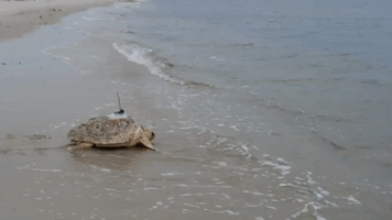 Two Rehabilitated Sea Turtles Released Into Ocean off Cape Cod