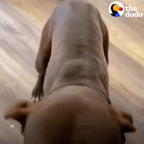 Dog Growling GIF by The Dodo