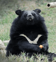 bear GIF