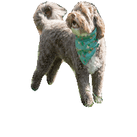 You Found Me Koroks Sticker by Geekster Pets