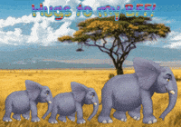 Expressions Elephants GIF