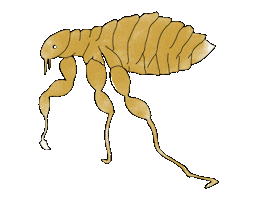 Flea Sticker