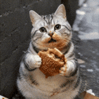Tabby Cat Smile GIF