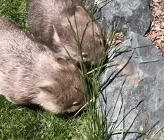 Pair of Wombats Work to Clip Canberra Lawn