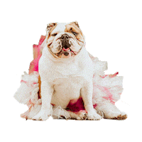 Birthday Bulldog Sticker by Addie - University of Redlands Mascot