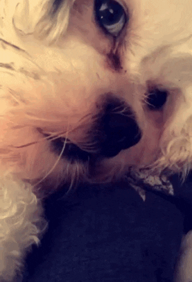 snoot GIF