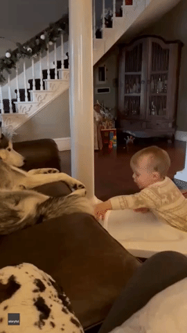 Husky Doesn't Hesitate to 'Snitch' on Baby Best Friend