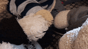 rock paper scissors bunny GIF by Zackary Rabbit