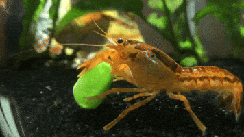 Steve the Crayfish and the Giant Pea