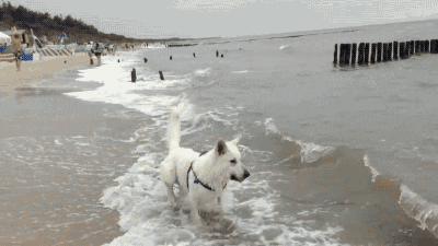 dog waves GIF