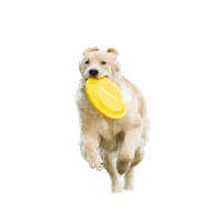 rateretriever dog running puppy coming Sticker