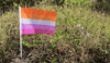 Pride Lgbt GIF by AceArchive