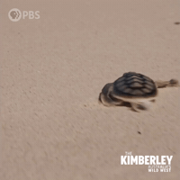 Zooming Sea Turtle GIF by PBS