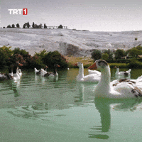 Summer What GIF by TRT