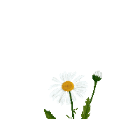 Happy True North Sticker by Caroline Spence