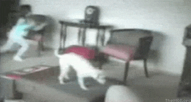 couch GIF