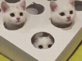 cuteanimalland giphyupload GIF