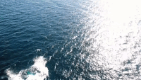 California Drone Captures Spectacular Grey Whale Breach