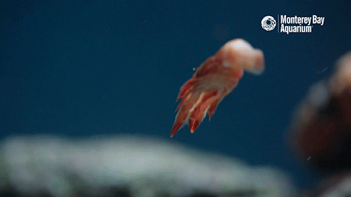 red crab GIF by Monterey Bay Aquarium