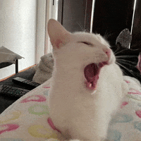 White Cat GIF