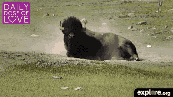 exploreorg love nature animal organic GIF