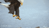 America Descend GIF by Nat Geo Wild