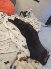 Hot Dog Dogs GIF