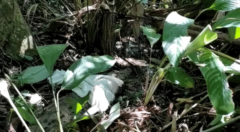 nsc_total giphygifmaker GIF