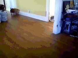 doggy perfect loops doh GIF