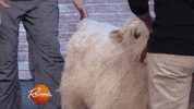 baby animal cow GIF by Rachael Ray Show