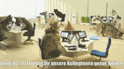 unsereoebb cat katze oebb weltkatzentag GIF