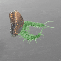 Art Fly GIF by Trevor Anderson