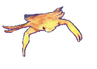 swimming crab STICKER by Becky Chung