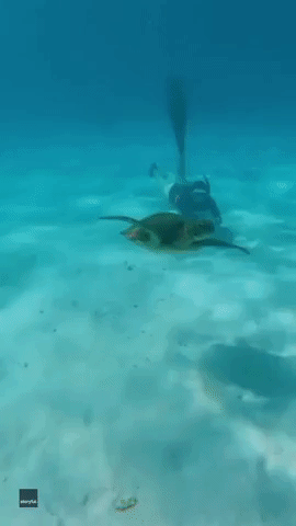 Green Sea Turtle Joins Diver for Swim in Western Australia