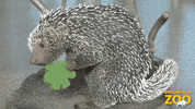 March Madness Celebration GIF by Brookfield Zoo Chicago