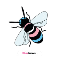 Lgbt Bee Sticker by PinkNews